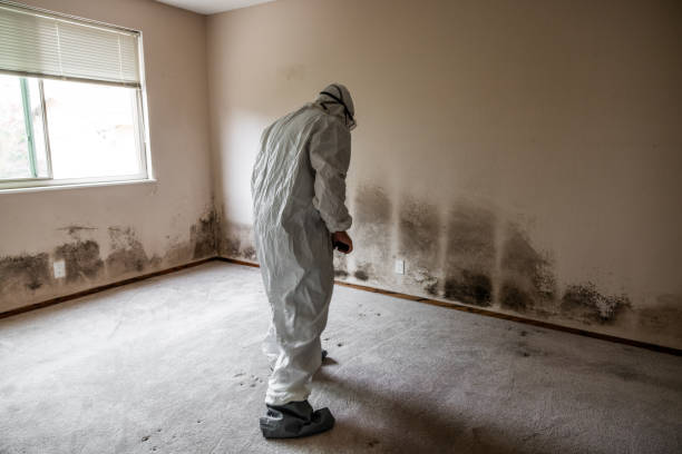 Best Industrial Mold Remediation  in New Beaver, PA